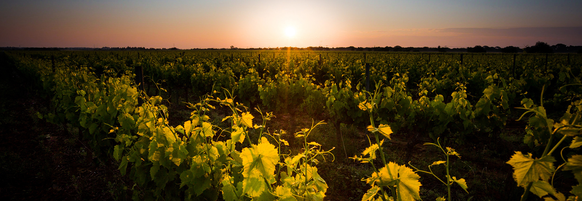 Espeyran vineyard