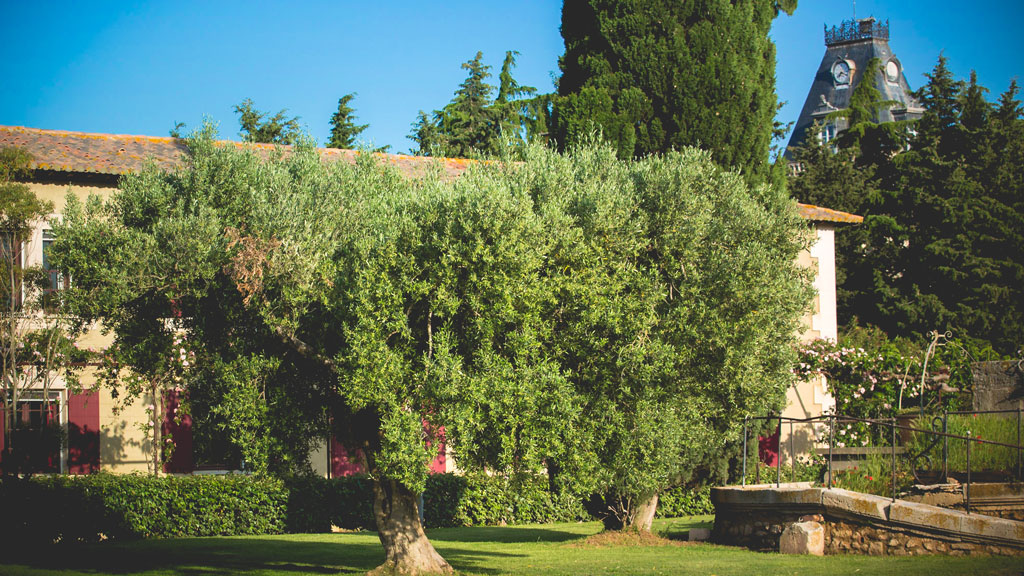 The olive tree of the guest house