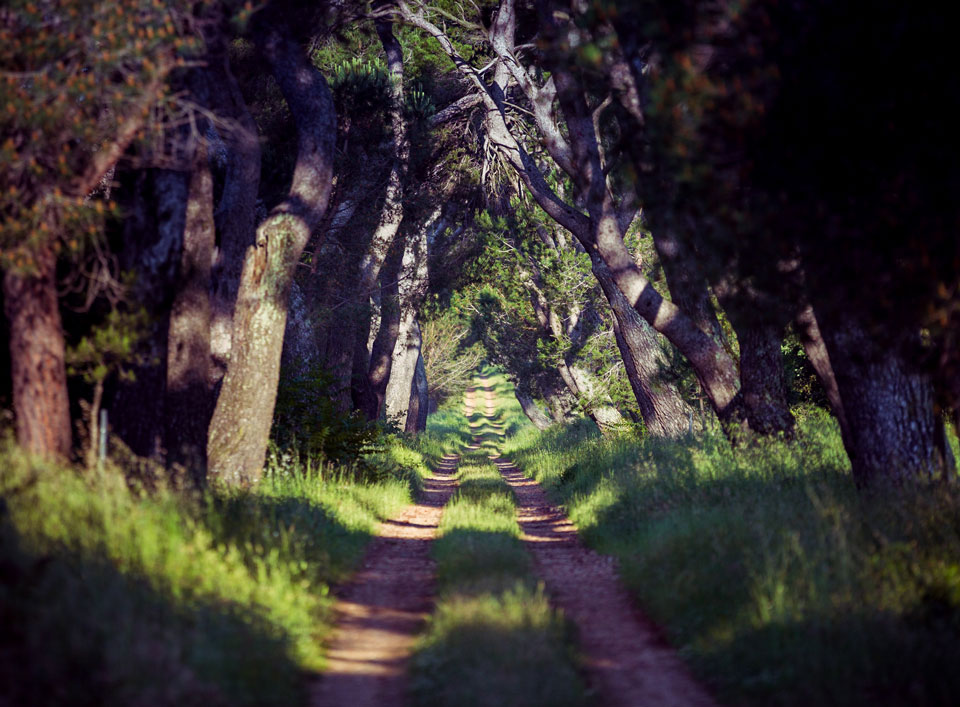 Allée Madame Domaine d'Espeyran