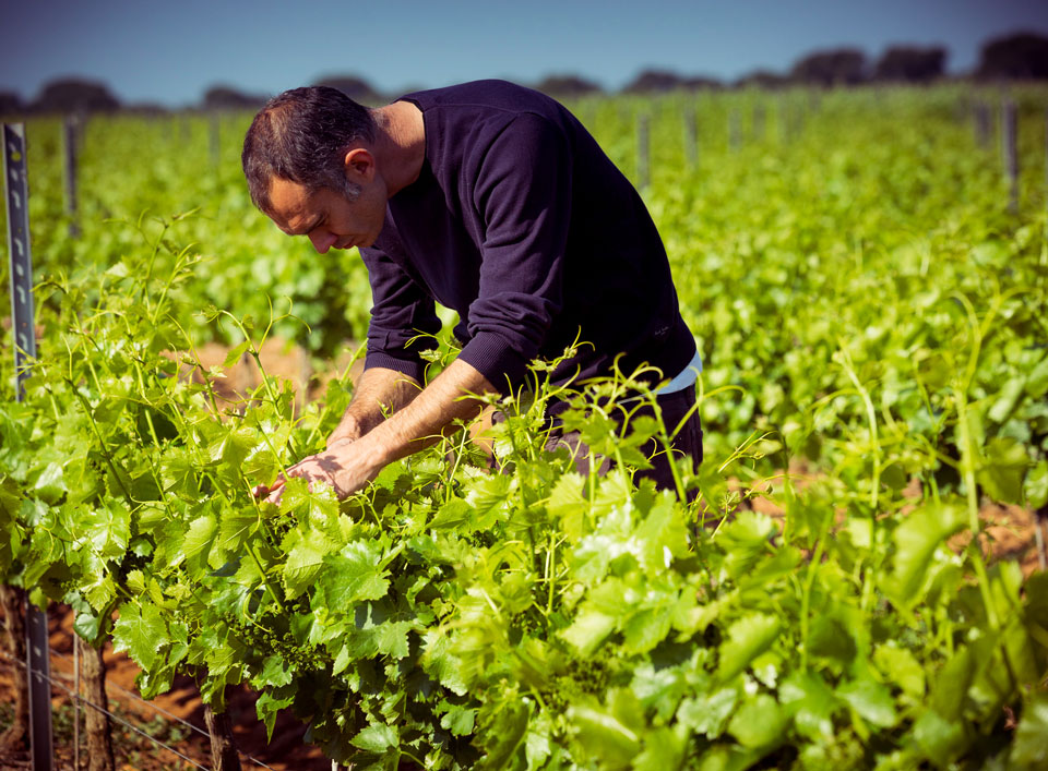 Blaise de Bordas dans le vignoble du Domaine d'Espeyran