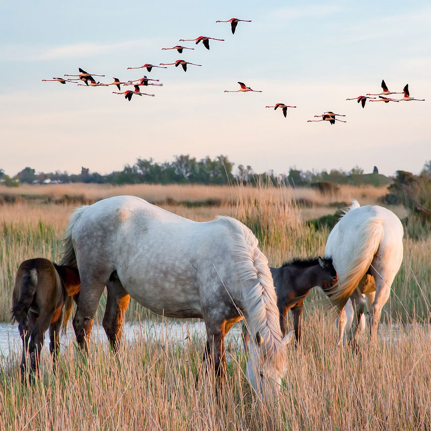 Chevaux camargues