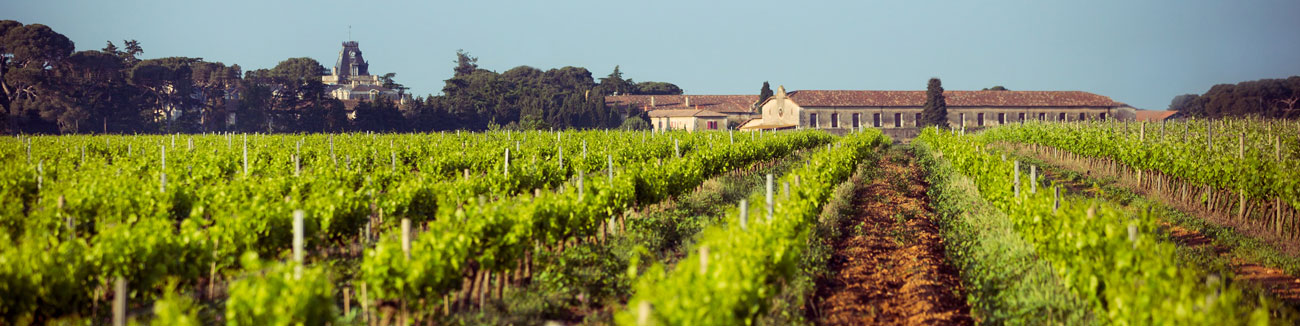 Le vignoble du Domaine d'Espeyran