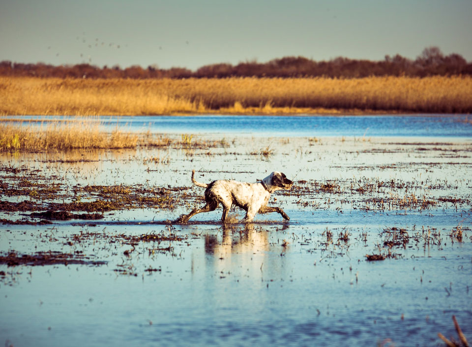 Chien de chasse dans les marais du Domaine d'Espeyran