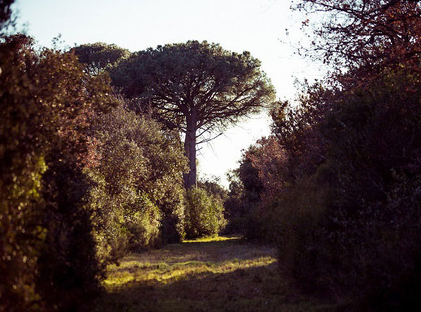 Bois de la Ribasse